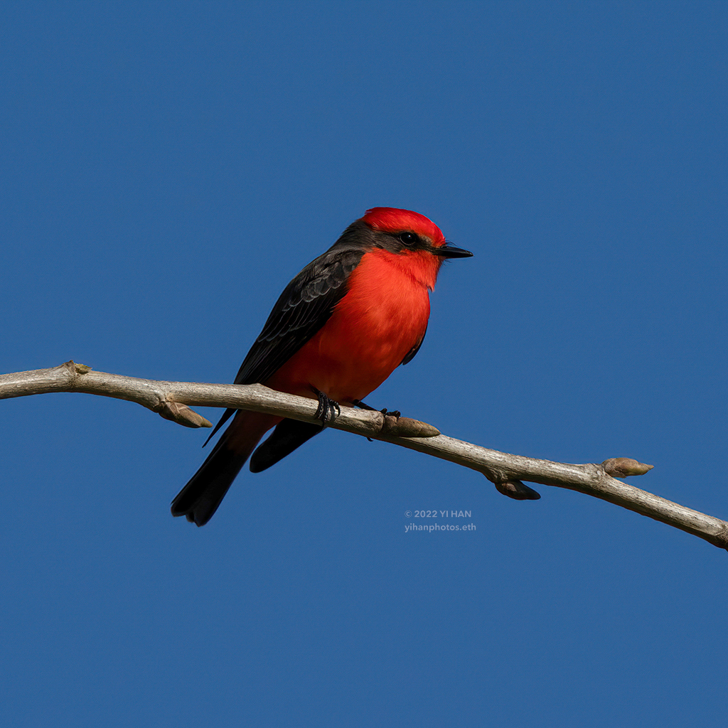 vermilion_ flycatcher_1